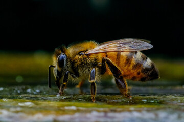 Abeille d'Europe