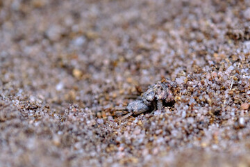 Larve de fourmilion dans le sable