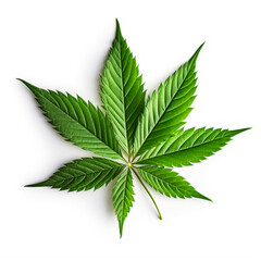 closeup of cannabis leaf, isolated on white background, AI Generative.