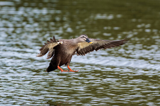 Eastern spot-billed duck (Anas zonorhyncha)
