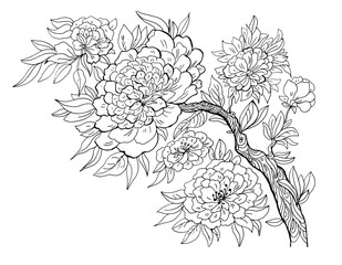 Blooming Branch Of Chinese Peony Contour Drawing Coloring