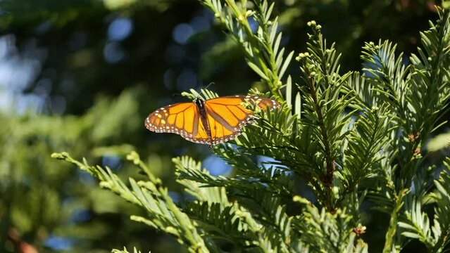 Monarch butterfly on a coastal redwood tree with wings spread 