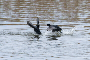 Blässhühner (Fulica atra)bwährend der Balz	
