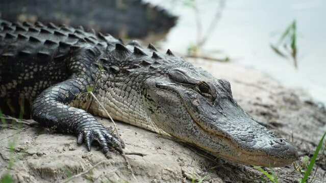 American alligator on the bank of the lake in Florida