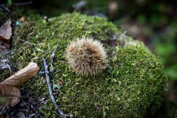 Riccio di Castagna nei boschi di Ischia
