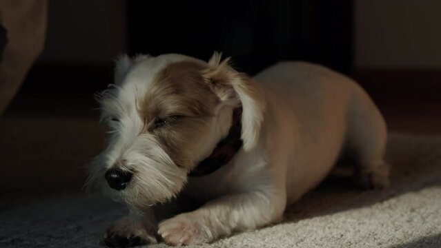 A Jack Russell dog lying on the floor at home in the sunlight. wide shot footage