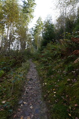 Fototapeta premium path in the woods