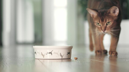 Hungry cat catching ang eating dry granules food from bowl on the floor. Domestic adorable red Abyssinian cat have lunch. Cute little best friends. Close up, low angle cinematic shot. - obrazy, fototapety, plakaty