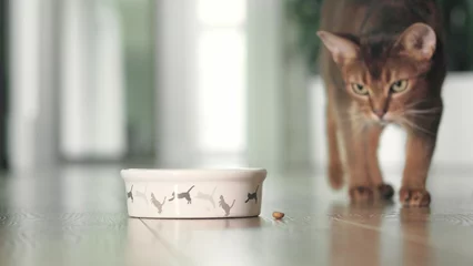Schilderijen op glas Hungry cat catching ang eating dry granules food from bowl on the floor. Domestic adorable red Abyssinian cat have lunch. Cute little best friends. Close up, low angle cinematic shot. © Anastasia Pro