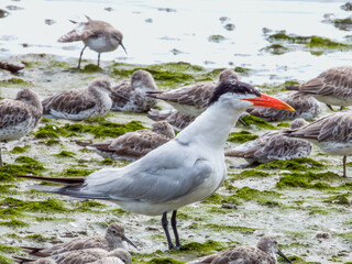 Caspian Tern in Queensland Australia