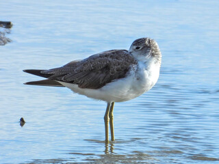 Common Greenshank in Queensland Australia