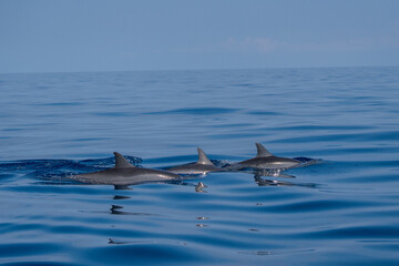 Fototapeta premium Dauphin sauvage à Lovina beach, Bali