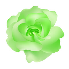 Vector beautiful green rose isolated on white background photorealistic gradient mesh