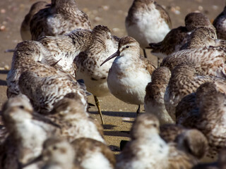 Curlew Sandpiper in Queensland Australia