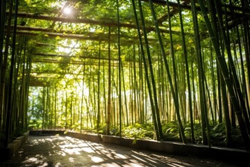calm sunlight filtering through a bamboo grove