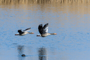 Fliegende Graugänse in der Abendsonne	