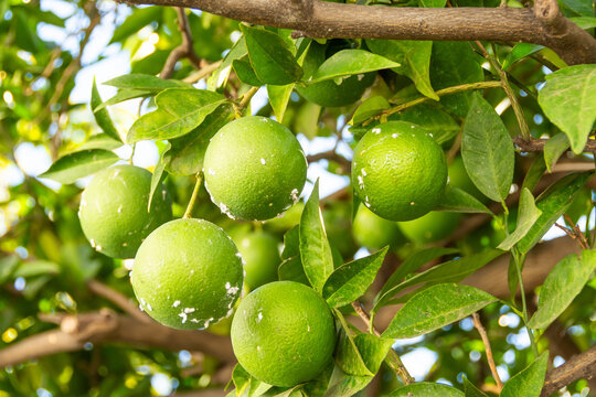 Citrus mealybug, Planococcus citri Hemiptera Pseudococcidae is the dangerous pest of different plants, including economically important tropical fruit trees and ornamental plants.