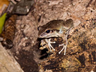 Eastern Stoney Creek Frog in Queensland Australia