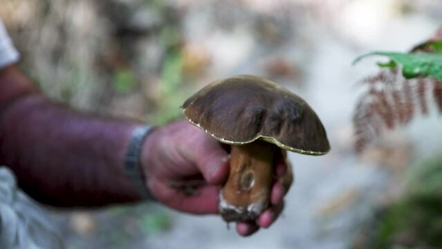 Fungo Porcino nei boschi colorati d'Autunno di Ischia