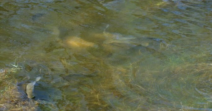 The Prussian carp (Carassius gibelio) breeding in flooded meadow of Lonjsko polje, Croatia