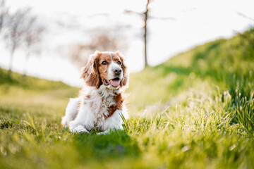 Adorable welsh springer spaniel dog breed on a spring day.