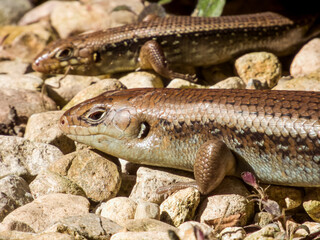 Eastern Water Skink in Queensland Australia