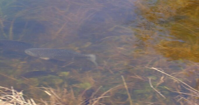 The Prussian carp (Carassius gibelio) breeding in flooded meadow of Lonjsko polje, Croatia