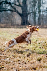 Adorable welsh springer spaniel dog breed jumping in autumn park full of leaves. Dog playing with leaves.