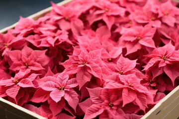 storage box filled with artificial poinsettia flowers