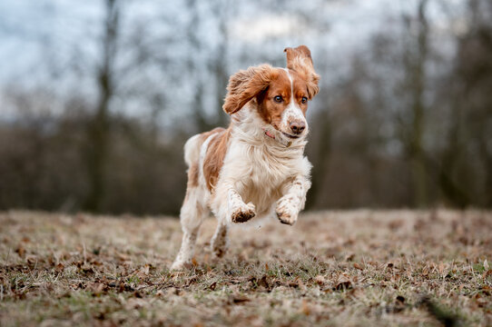 Adorable welsh springer spaniel dog breed running. Cute healthy happy dog.