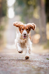Adorable welsh springer spaniel dog breed running. Cute healthy happy dog.