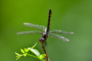 dragonfly on a leaf