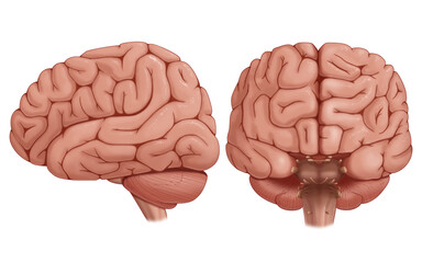 Human brain gross anatomy diagram. anterior and lateral view of the brain. Medical infographic on transparent background.