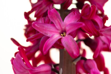 Naklejka premium Red hyacinth plant, close-up. Blooming hyacinth spring flowers for publication, poster, calendar, post, screensaver, wallpaper, banner, cover. High quality photo