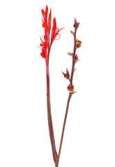 Indian shot isolated on white background, Canna indica