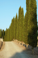 Cypress trees line flanks a country road