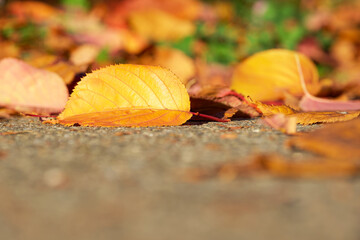yellow leaf on the sunny autumn day close-up