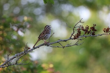 Beautiful Song Sparrow perched and singing on a tree branch at Lynde Shores in Pickering, Ontario