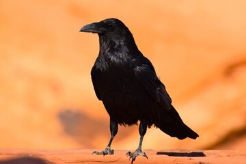 Closeup of a black raven in Valley of Fire State Park, NV