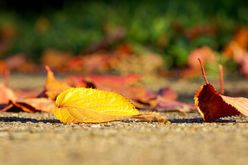 an autumn yellow leaf close-up