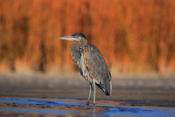 Great Blue Heron in Wetlands, Las Vegas, NV