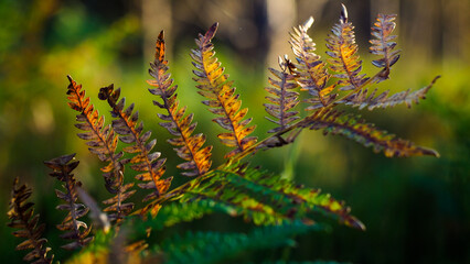 Macro de feuilles de fougère vertes