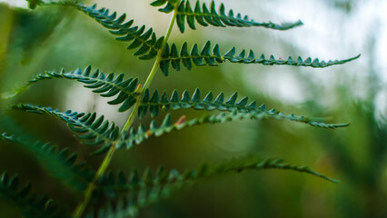 Macro de feuilles de fougère vertes