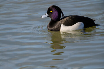Tufted Duck (Aythya fuligula), drake, swimming in water, Oostvaarders plassen, Netherlands.
