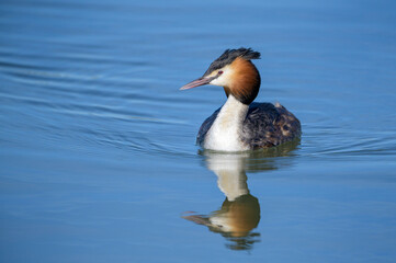 Great crested grebe (Podiceps cristatus) swimming in water with reflection, Oostvaarders plassen, Netherlands.
