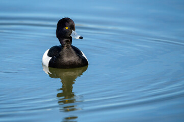 Tufted Duck (Aythya fuligula), drake, swimming in water with reflection, Oostvaarders plassen, Netherlands.