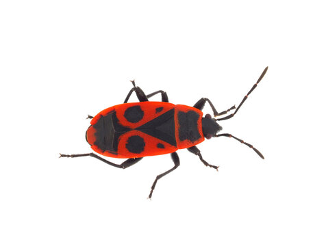 European firebug isolated on white background, Pyrrhocoris apterus