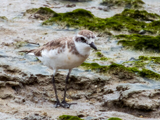 Lesser Sand Plover in Queensland Australia