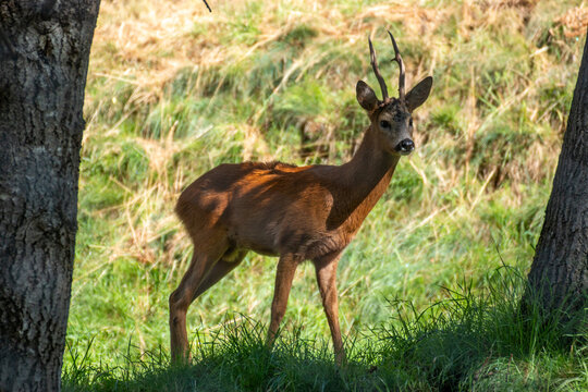 roe deer small wild fawn woods and fields Italy