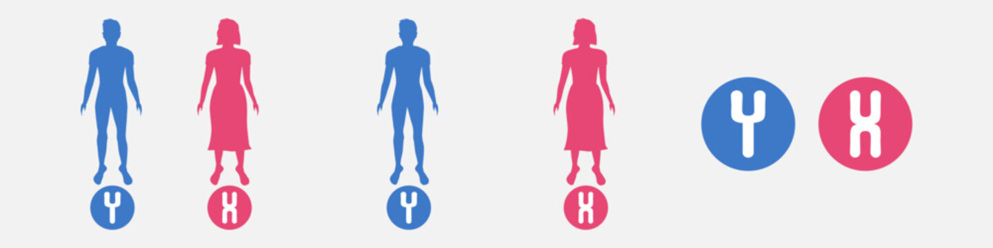 X And Y Chromosomes